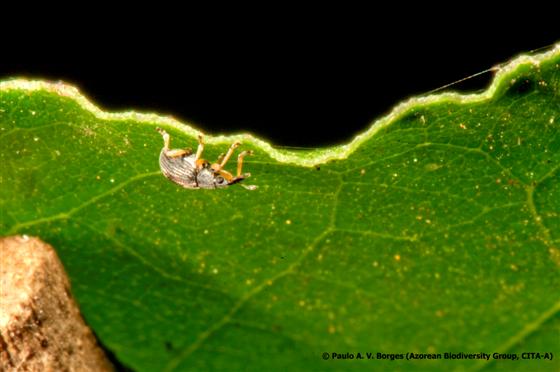 © Paulo A. V. Borges